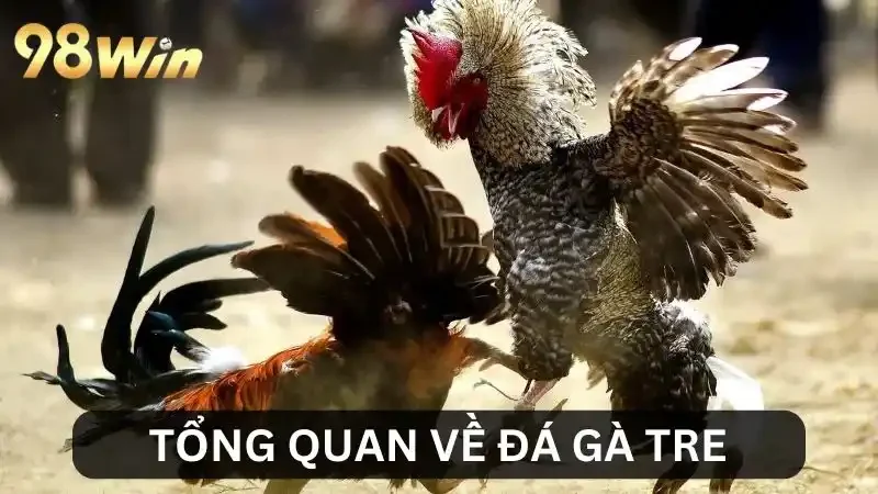 Giới thiệu về đá gà tre