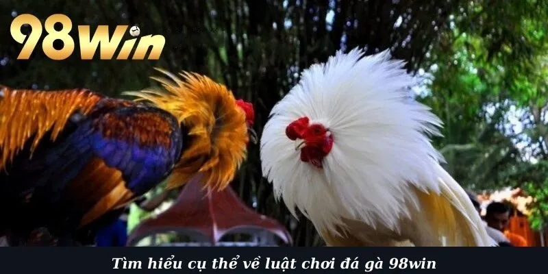 Tìm hiểu cụ thể về luật chơi đá gà 98win